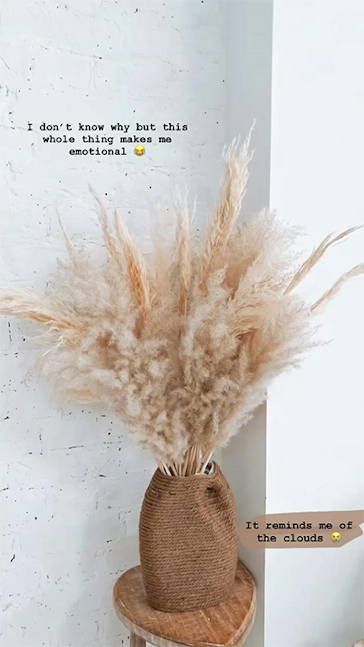 What Does Pampas Grass Mean? What Pampas Is Known For Might Surprise You